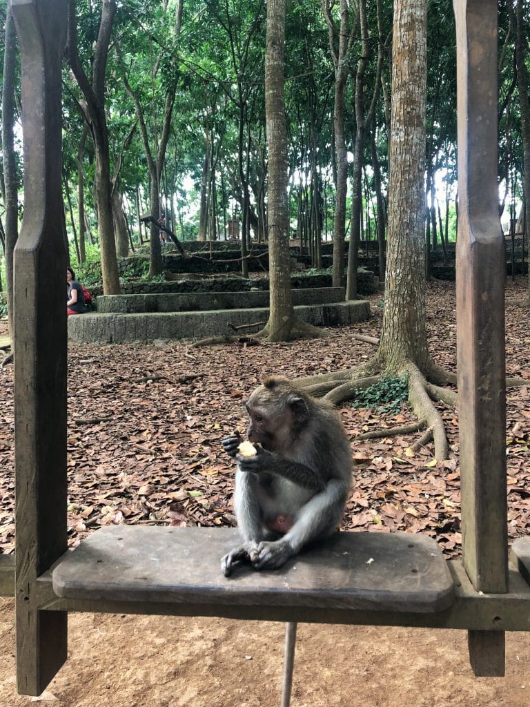 Forêt des singes d’Ubud