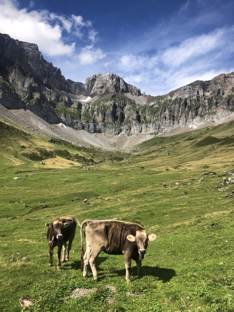Via Alpina : Traverser la Suisse à pied : Nos fidèles compagnons