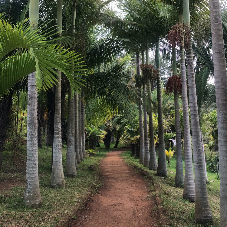 Que faire à la Réunion : Forets et Parcs