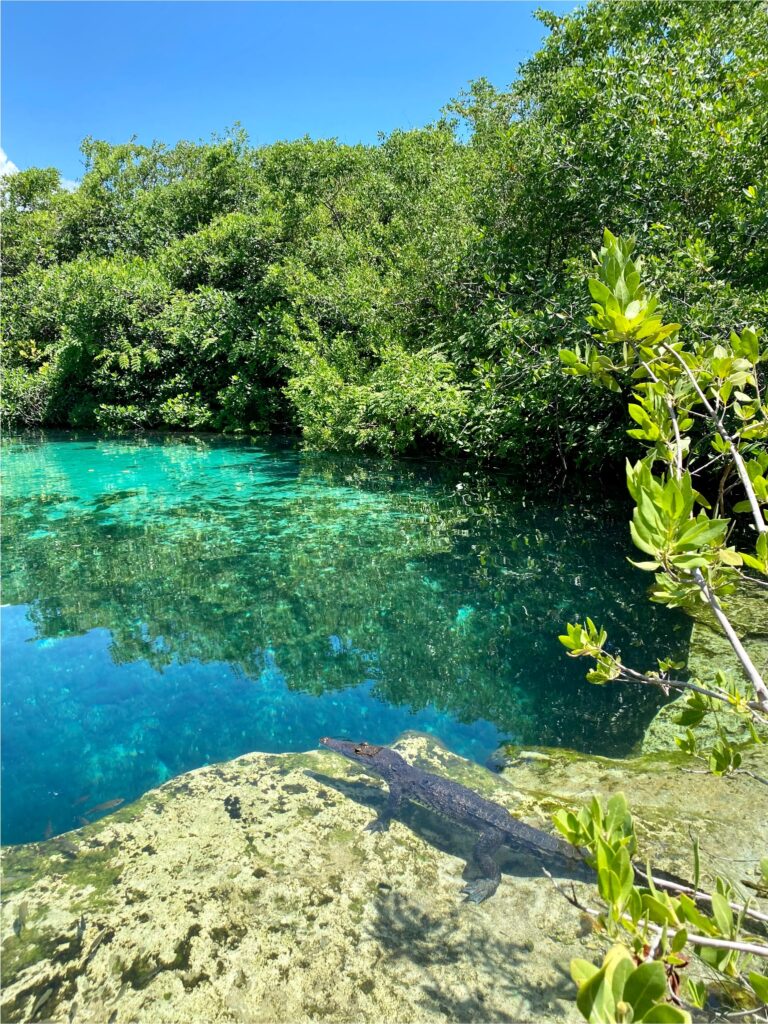 Que faire dans le Quintana Roo : Casa Cenote