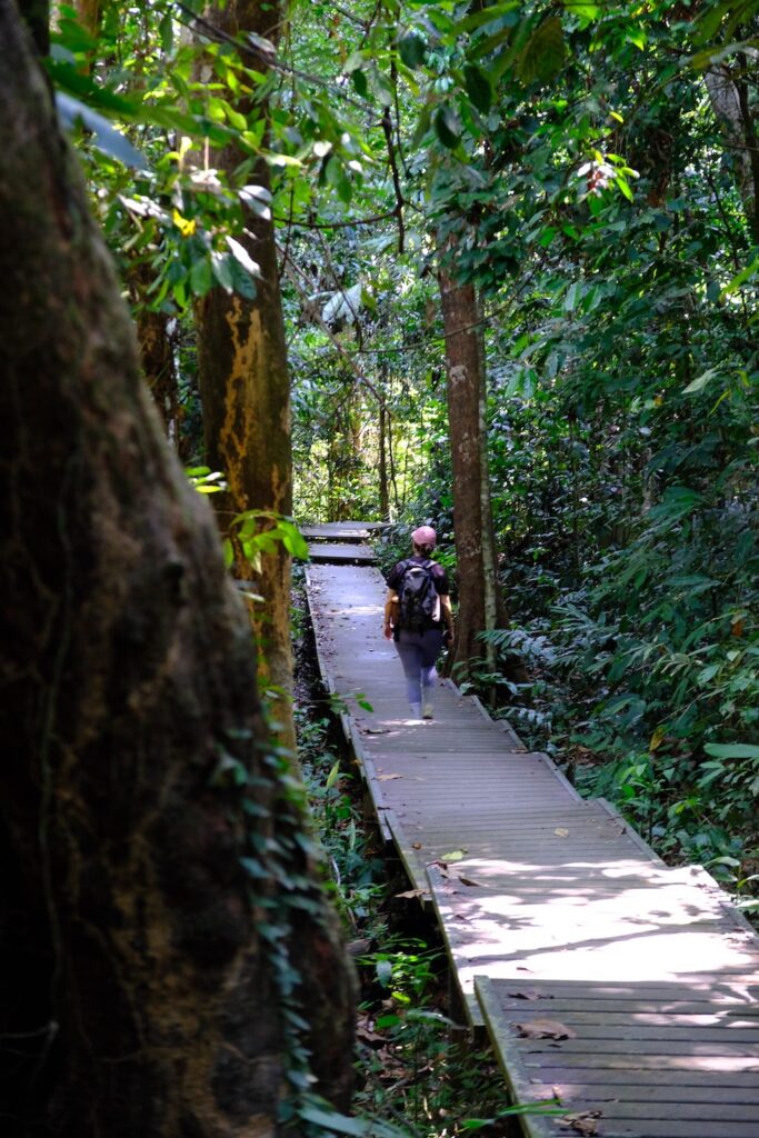 Itinéraire de 3 semaines en Malaisie : Taman Negara