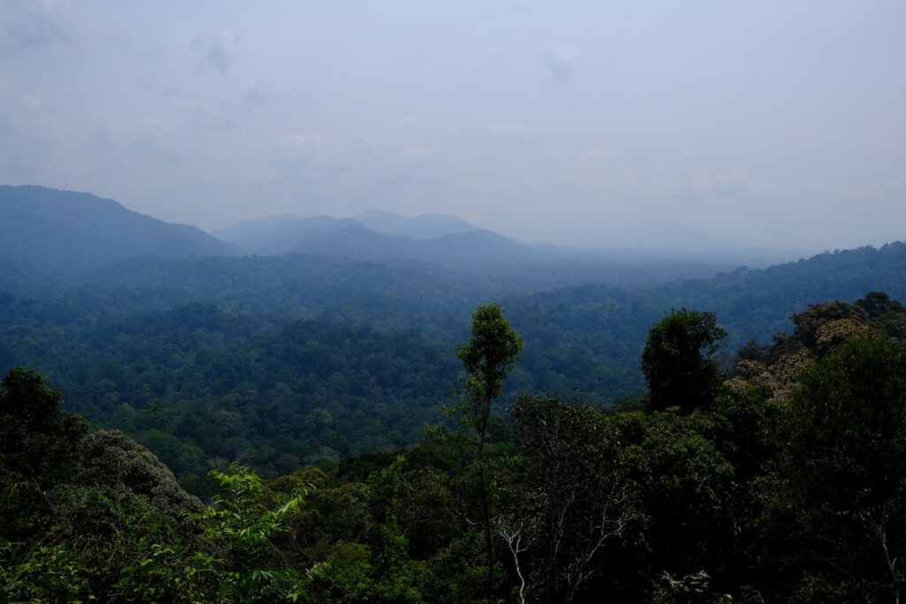 Itinéraire de 3 semaines en Malaisie : Taman Negara