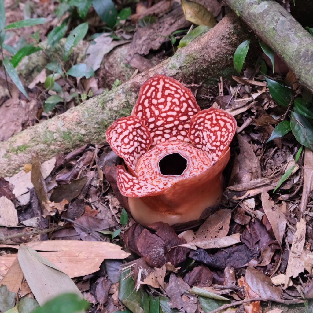 Itinéraire 3 semaines à Bornéo : Une fleur Rafflesia