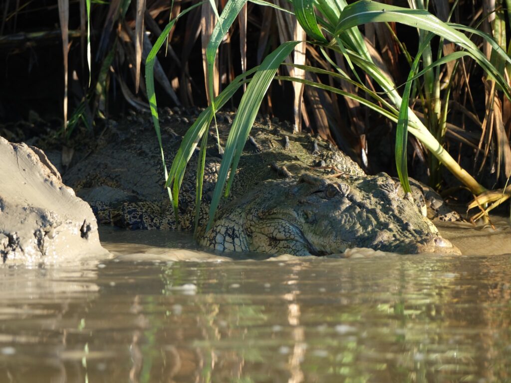 Itinéraire 3 semaines à Bornéo : Crocodile dans la rivière Kinabatangan