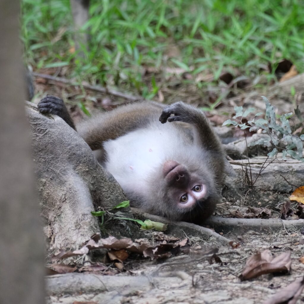 Itinéraire 3 semaines à Bornéo : un macaque