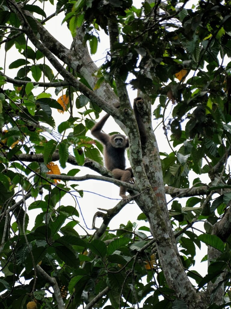 Itinéraire 3 semaines à Bornéo : Un gibbon à la Rainforest Discovery Center