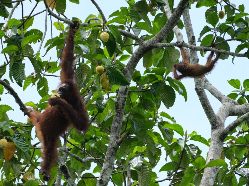 Itinéraire 3 semaines à Bornéo : Une famille d'orang-outan à la Rainforest Discovery Center
