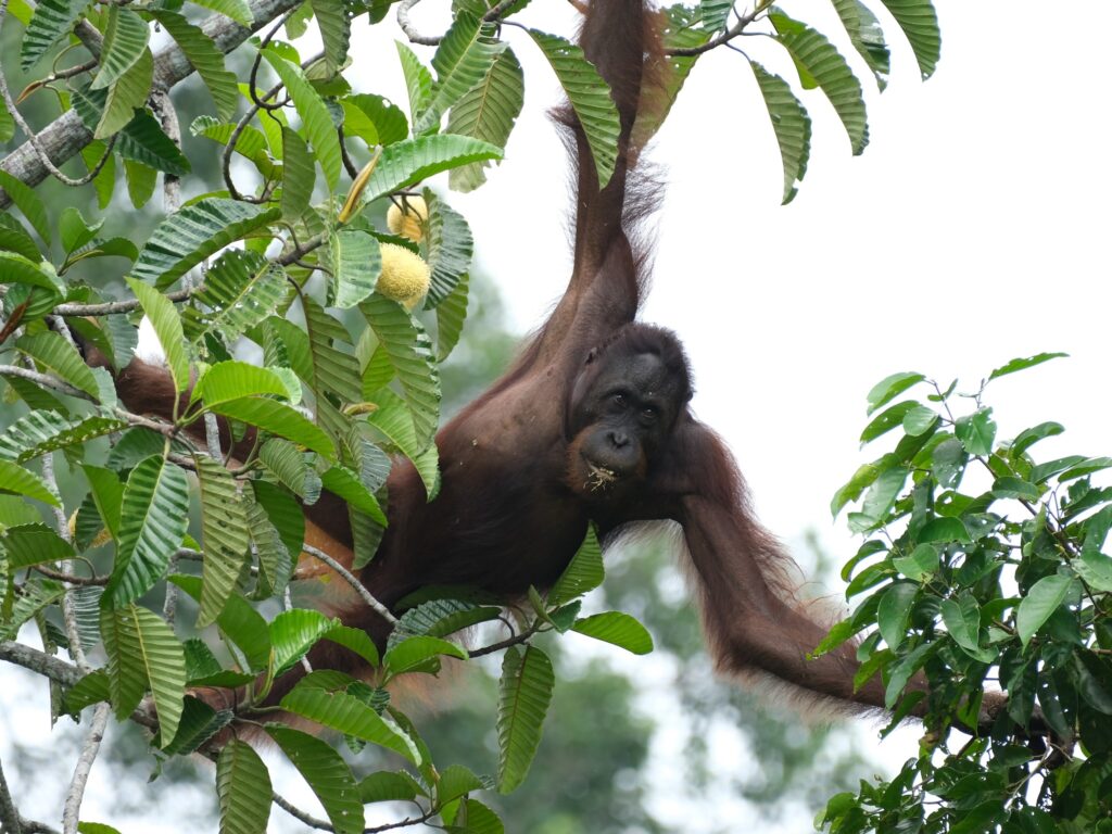 Itinéraire 3 semaines à Bornéo : Un autre orang-outan à la Rainforest Discovery Center