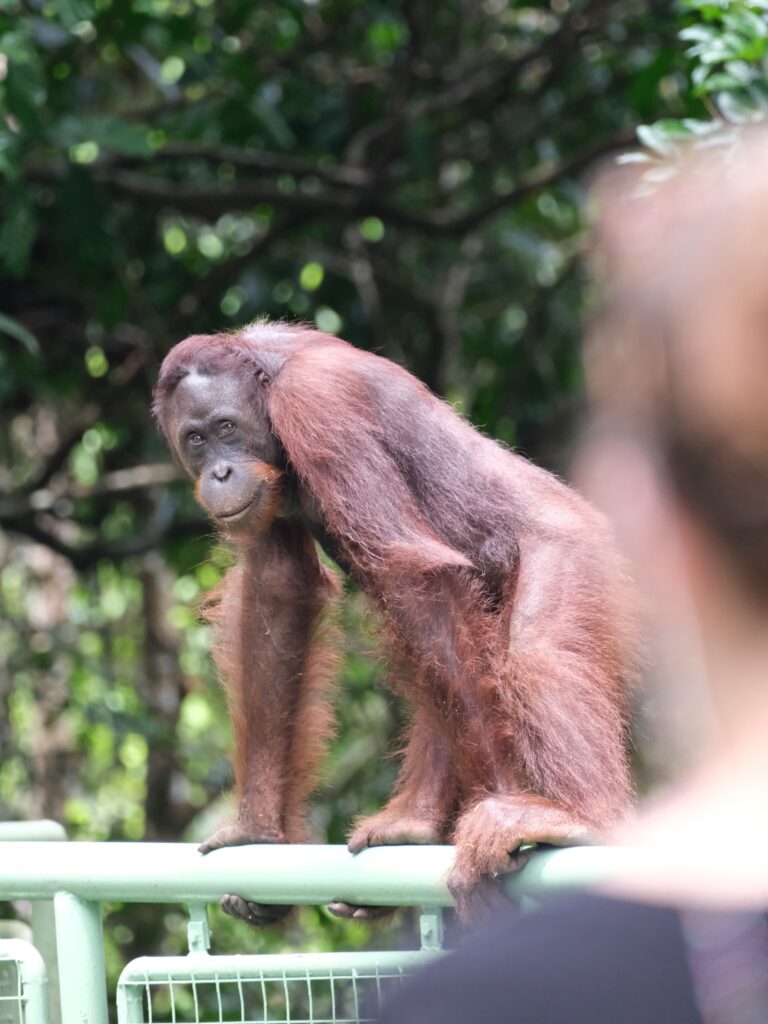 Itinéraire 3 semaines à Bornéo : Un orang-outan à la Rainforest Discovery Center