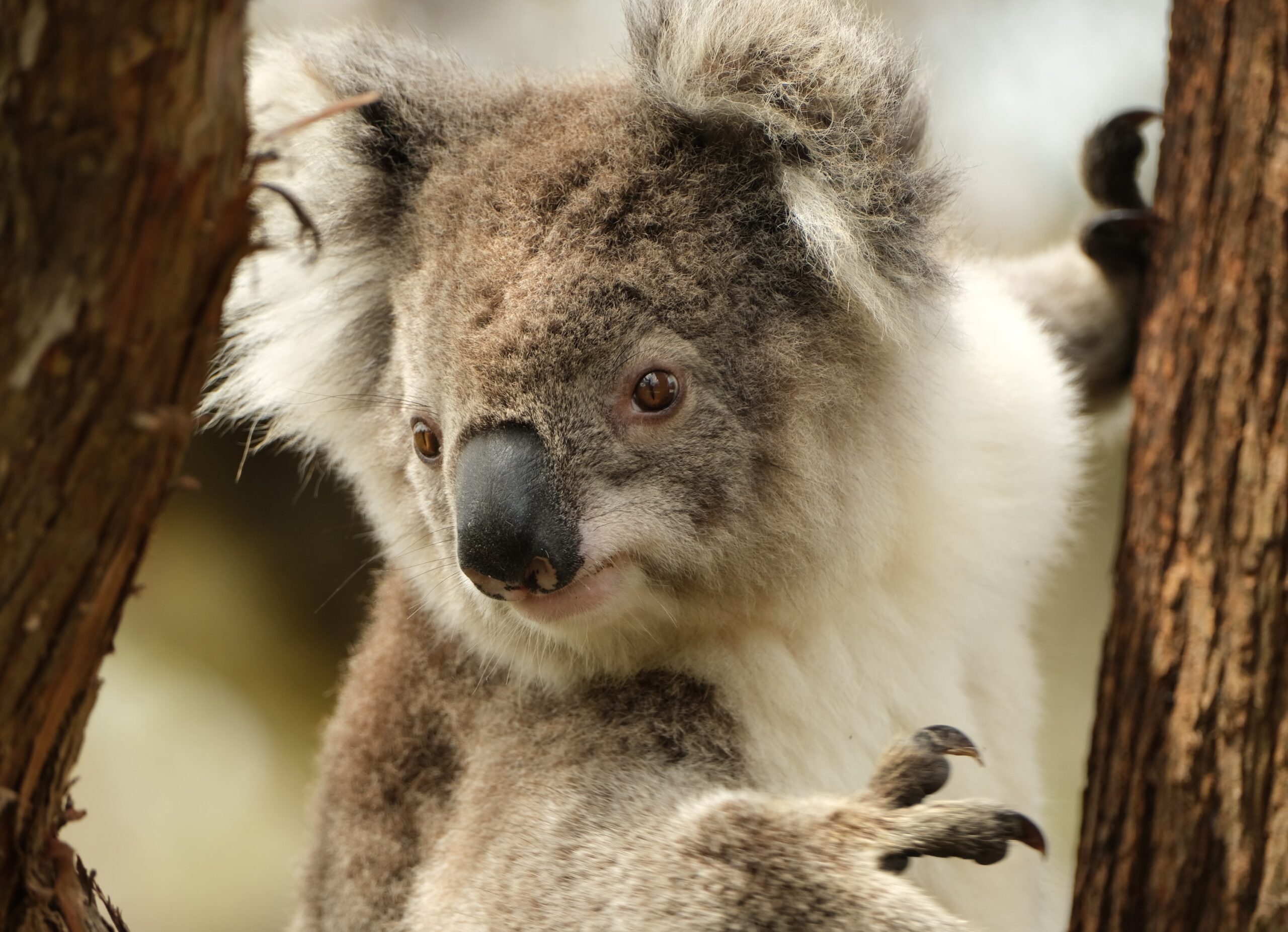 Book Photos Animaux : Koala