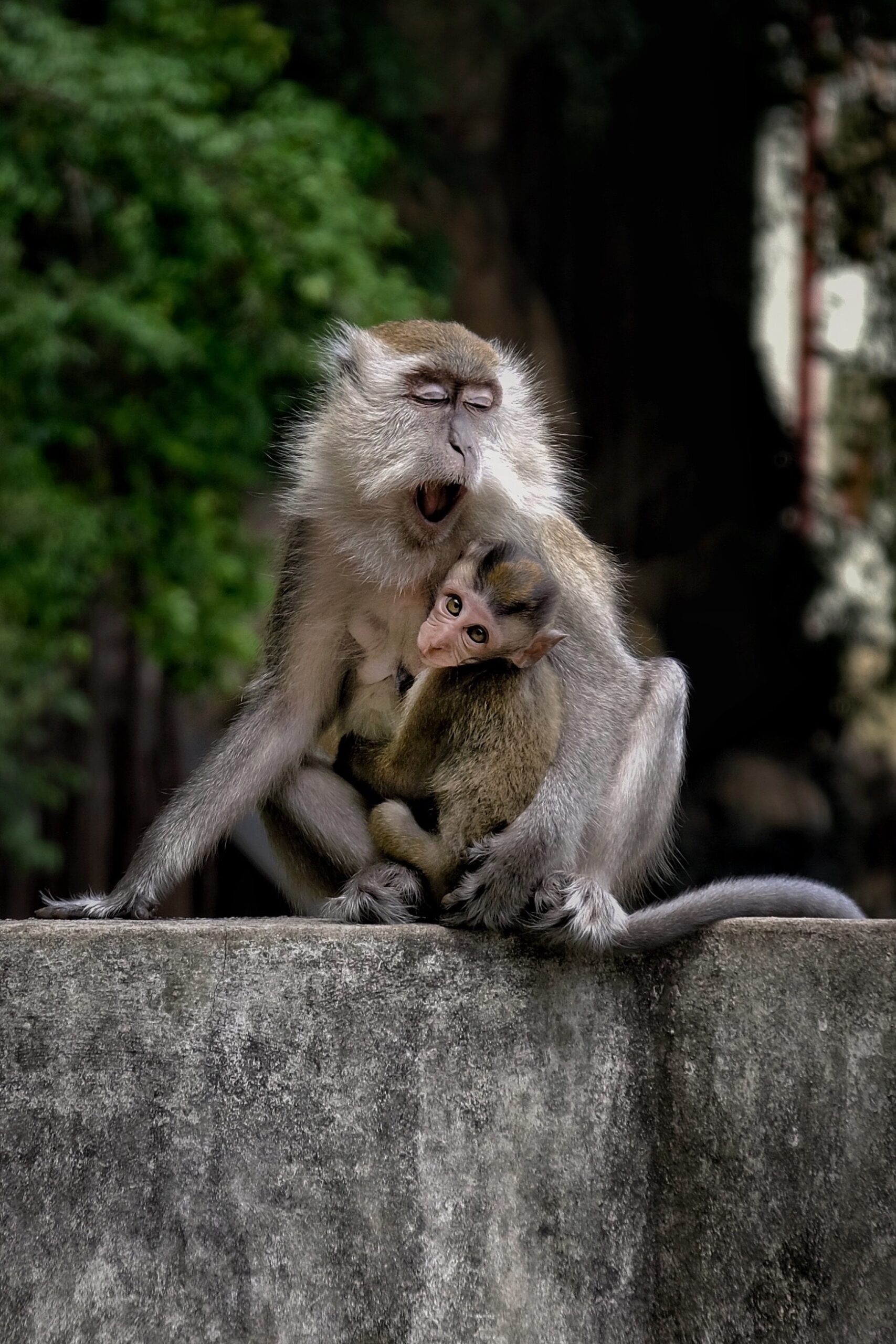 Book Photos Animaux : Macaque