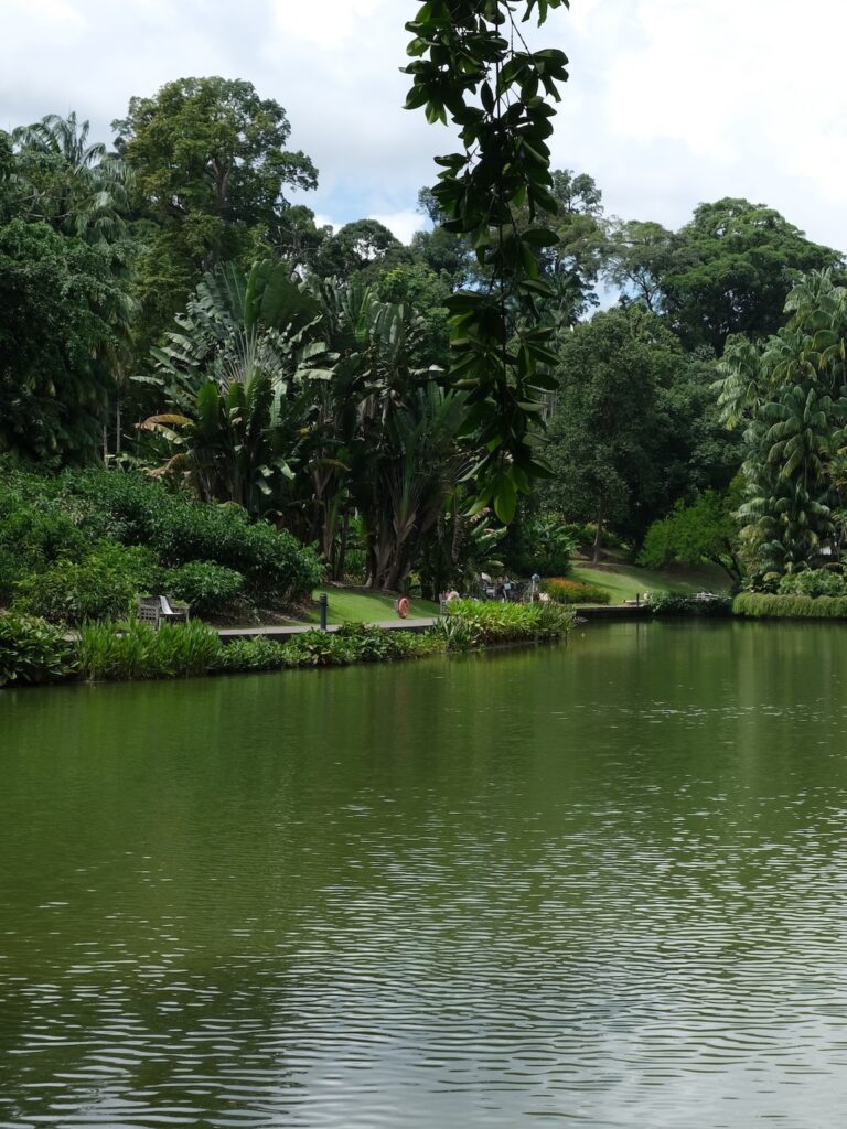 Que faire à Singapour : un lac au jardin botanique