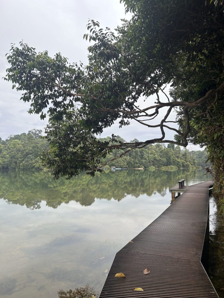 Que faire à Singapour : chemin préféré au Macritchie Reservoir Park