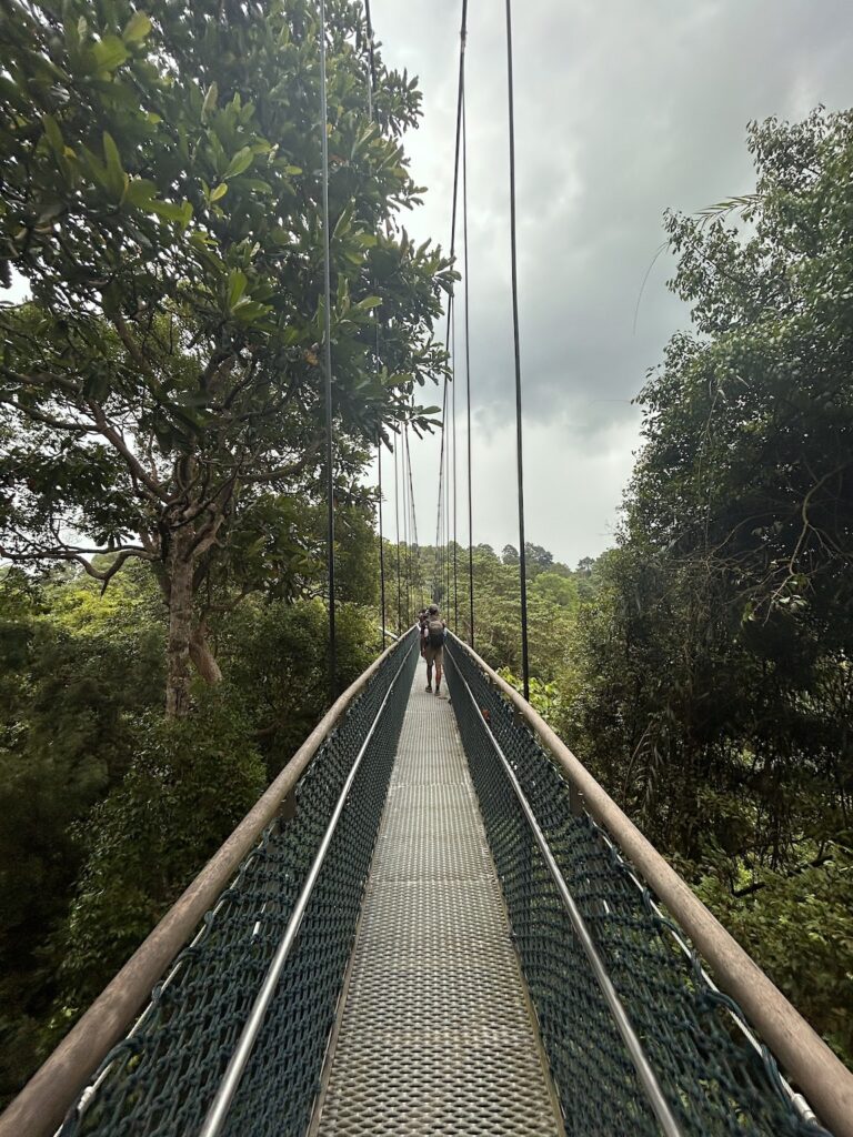 Que faire à Singapour : TreeTop Walk au Macritchie Reservoir Park