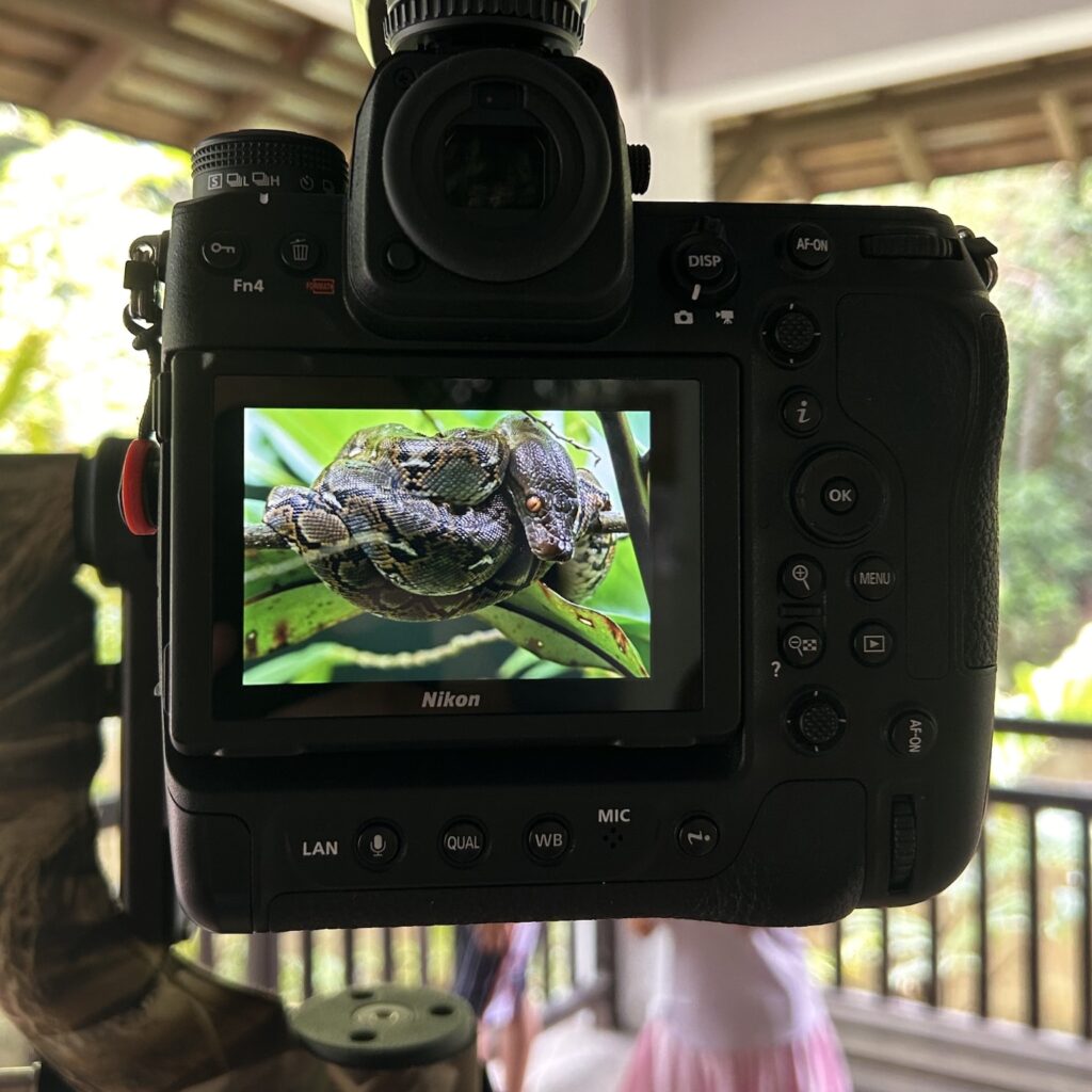 Que faire à Singapour : serpent à la Sungei Buloh Wetland Reserve