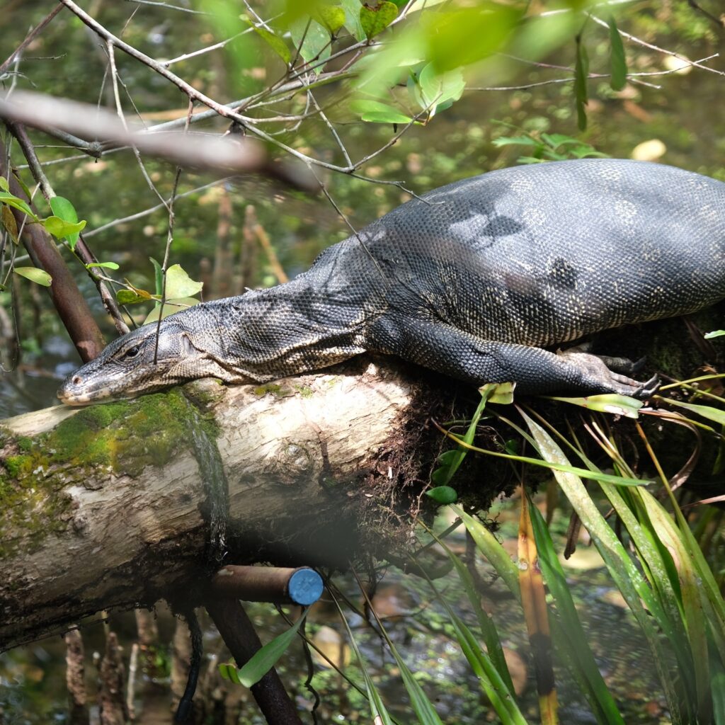 Que faire à Singapour : varan à la Sungei Buloh Wetland Reserve