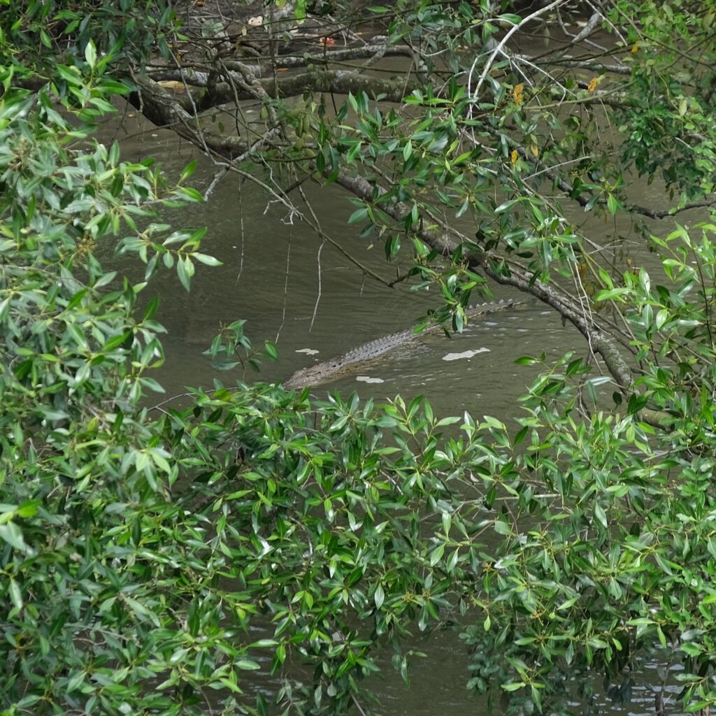 Que faire à Singapour : crocodile à la Sungei Buloh Wetland Reserve