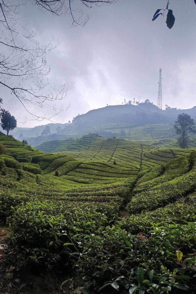 Que faire à Java : Ciwidey - Perkebunan Teh Rancabali