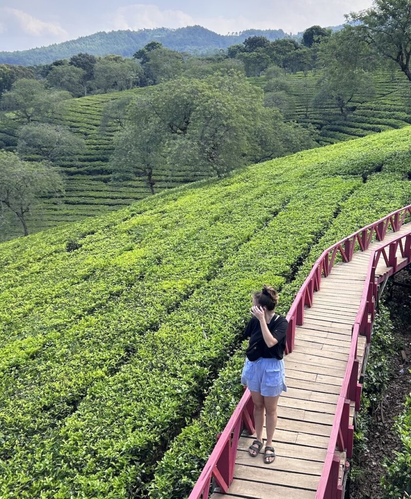 Que faire à Java : Malang - Kebun Teh Wonosari 